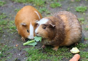Two cute guinea pigs munching on fresh greens outdoors, enjoying a meal.